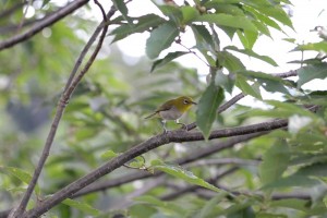 20160707 ウグイスの鳴き声　メジロの姿 (1)